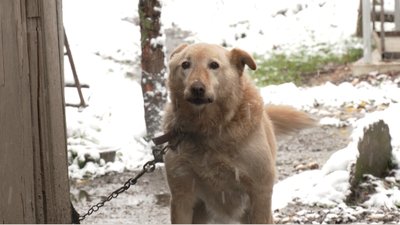 Собака, який мешкає в притулку Собака, який мешкає в притулку