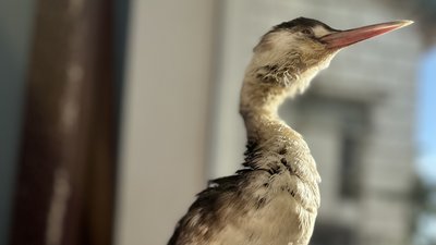 Козюля та Кай: як в Одесі рятують птахів, постраждалих від витоку олії в Чорне море