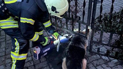 Рятувальник звільняє пса, який застряг у паркані в Ківерцях, 20 грудня 2025 року
