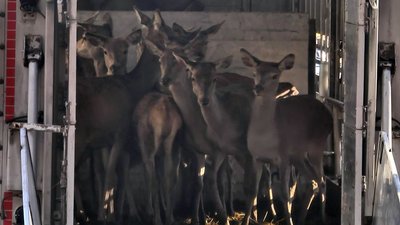 У волинський ліс випустили сотню оленів, яких привезли з Литви