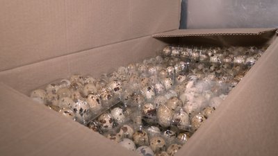 Волинянка виграла грант на розвиток перепелиної ферми Волинянка виграла грант на розвиток перепелиної ферми