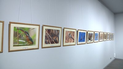 У Запоріжжі відкрилась персональна виставка фотографа-анімаліста ʺВолодарі Хортиціʺ.
