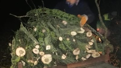 В Одеській області затримали трьох чоловіків, які вирубували червонокнижні дерева