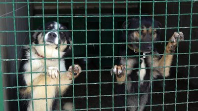 У харківському притулку для тварин вичерпали запаси корму: затримується поставка