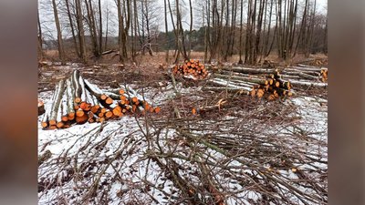 Спиляв дерева на понад 4 мільйони гривень: на Чернігівщині чоловіку повідомили про підозру Спиляв дерева на понад 4 мільйони гривень: на Чернігівщині чоловіку повідомили про підозру