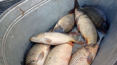 Сільськогосподарський ярмарок у Тернополі: що продають і скільки це коштує Сільськогосподарський ярмарок у Тернополі: що продають і скільки це коштує