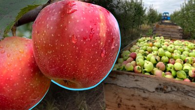 Яблука на Полтавщині у 2026 році: скільки зберуть та якою буде ціна