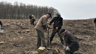 Дуби і модрини: у громаді на Тернопільщині заліснюють території Дуби і модрини: у громаді на Тернопільщині заліснюють території