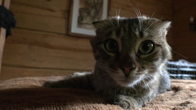 "Із автобуса дружно кричали коти" – харків'янка привезла до Черкас 70 тварин