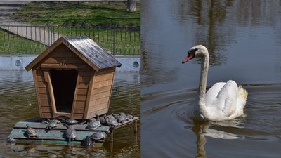 В Одесі до ставка повернули черепах та лебедя, які зимували в зоопарку