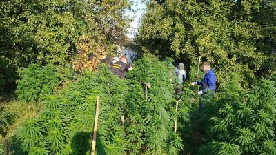 У жителя Житомирщини вилучили наркозілля на пів мільйона гривень