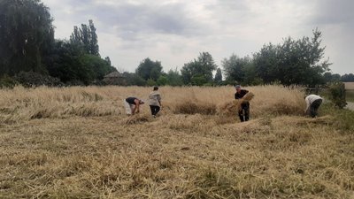 У музеї-скансені на Волині жнуть жито, яким перекриватимуть дах старовинної хати У музеї-скансені на Волині жнуть жито, яким перекриватимуть дах старовинної хати