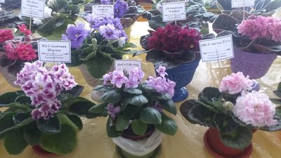 Виставка фіалок відкрилася в Ужгороді