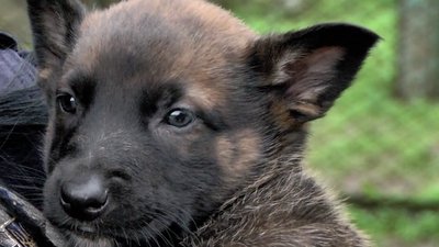 У Херсонському кінологічному центрі поповнення: як тренують службових собак