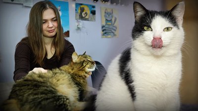 Як у Запоріжжі працює котокафе 