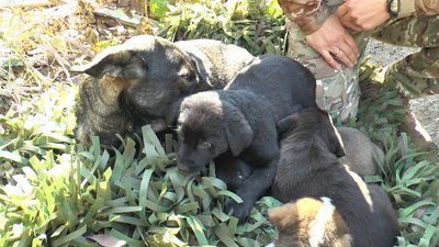 Тварини побут нацгвардійці бригада наступу «Рубіж» оборона Донецька область Тварини побут нацгвардійці бригада наступу «Рубіж» оборона Донецька область