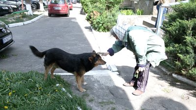 На Рівненщині загинули безпритульні собаки. Мешканці підозрюють масове отруєння