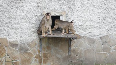 В Одеському зоопарку з'явилися свинохвості макаки В Одеському зоопарку з'явилися свинохвості макаки