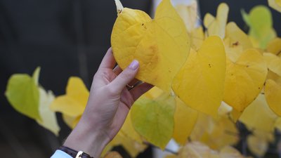 Листя, осінь, погода