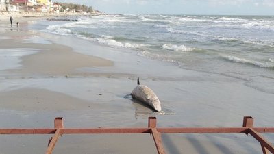 На узбережжі Чорного моря на Херсонщині виявлено тіло дельфіна На узбережжі Чорного моря на Херсонщині виявлено тіло дельфіна