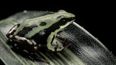 Південноамериканська жаба Epipedobates tricolor, яка виробляє токсин епібатидин