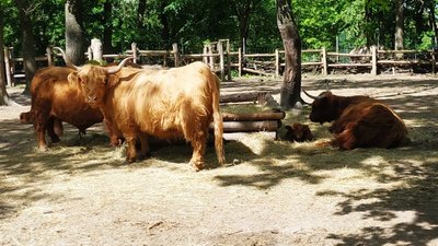 зоопарк РІвне зоопарк РІвне