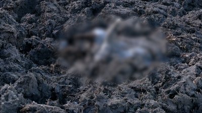 "Мабуть, наші корови — нацисти": жителі Семенівської громади про обстріл місцевої ферми "Мабуть, наші корови — нацисти": жителі Семенівської громади про обстріл місцевої ферми