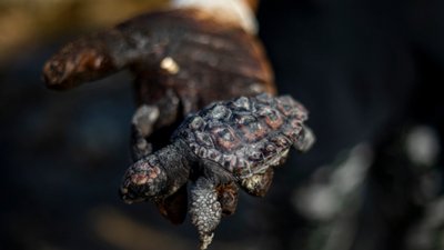 виток нафти виток нафти