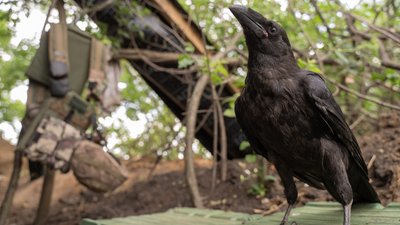 Позивний "Мавік": як тероборонівці Харківщини приручили ворона