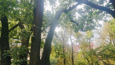 У Львові збережуть 280-річний дуб