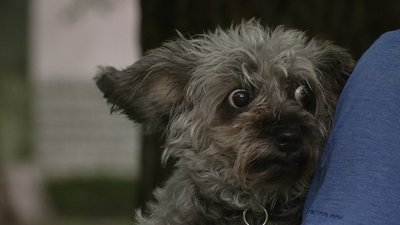 У Рівному від сказу щеплюватимуть котів і собак. Де та коли У Рівному від сказу щеплюватимуть котів і собак. Де та коли