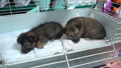 "Тварини дуже бояться, що ти їх покинеш": запоріжанка прихистила у себе понад 30 чотирилапих з прифронтових територій "Тварини дуже бояться, що ти їх покинеш": запоріжанка прихистила у себе понад 30 чотирилапих з прифронтових територій
