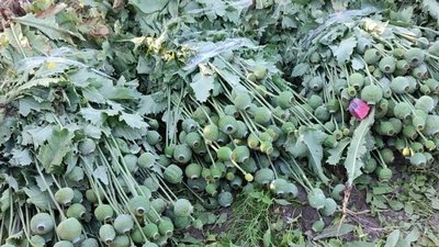 На Львівщині на присадибній ділянці знайшли посіви снотворного маку