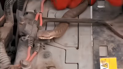 Як гадюка вирішила проїхатися автівкою зі Львова до Києва 