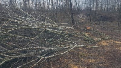 На Волині виявили незаконні порубки: сума збитків складає понад мільйон гривень