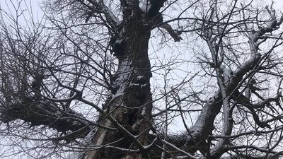 Липа Богдана Хмельницького Липа Богдана Хмельницького