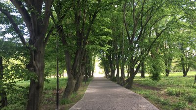 Львівські парки почали обробляти від кліщів