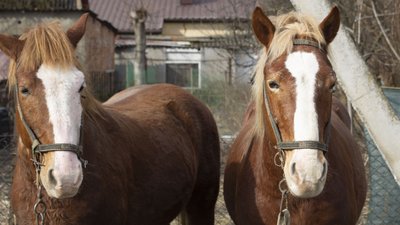 "Коні все розуміють": історія волинянина, який понад 20 років їздить містом на підводі "Коні все розуміють": історія волинянина, який понад 20 років їздить містом на підводі