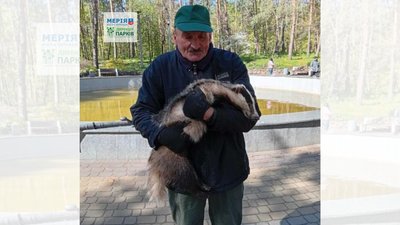 Борсук в Черкасах