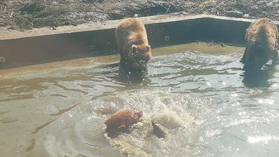 Від зимової сплячки у Луцькому зоопарку прокинулись ведмеді