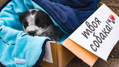 Щастя не має породи. У Миколаєві безпородні собаки шукали господарів Щастя не має породи. У Миколаєві безпородні собаки шукали господарів