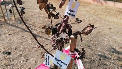 "Присвятити одне дерево трьом загиблим — це неповага". Чому пам'ятна алея в Кропивницькому не влаштовує рідних бійців "Присвятити одне дерево трьом загиблим — це неповага". Чому пам'ятна алея в Кропивницькому не влаштовує рідних бійців