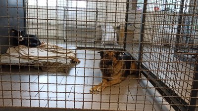 Після пожежі відремонтували кабінет Центру захисту тварин у Житомирі Після пожежі відремонтували кабінет Центру захисту тварин у Житомирі