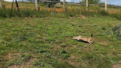 Заселили у вольєр і чекають приплід: як лісівники на Полтавщині розводять зайців-русаків Заселили у вольєр і чекають приплід: як лісівники на Полтавщині розводять зайців-русаків