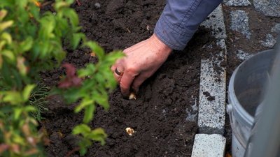 У Вінниці висадили квіти у пам'ять про загиблих оборонців