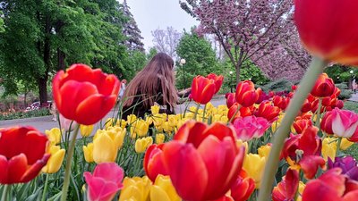 "Маленькі Японія й Голландія". Тюльпани й сакури в Дніпрі – фоторепортаж "Маленькі Японія й Голландія". Тюльпани й сакури в Дніпрі – фоторепортаж