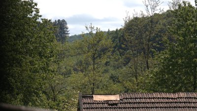 По сусідству з хижаками: що відбувається в прикарпатських селах, де фіксують напади ведмедів По сусідству з хижаками: що відбувається в прикарпатських селах, де фіксують напади ведмедів