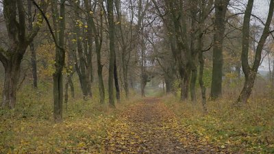 У Вінниці окреслюють межі Пʼятничанського парку