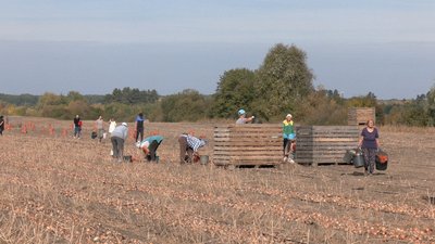 Збір цибулі на Вінниччині