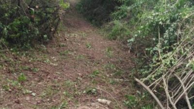 На Тернопільщині розчистили стежку до Франкових скель На Тернопільщині розчистили стежку до Франкових скель